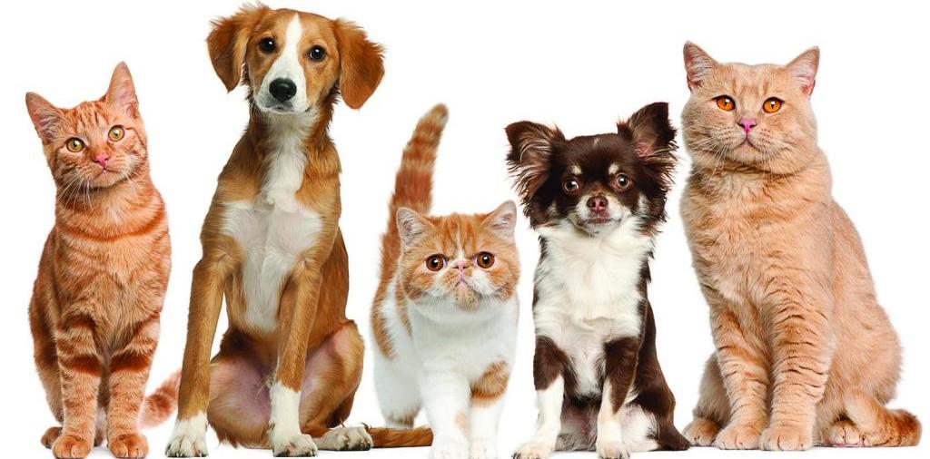 Доска объявлений о животных | ЗооТом - продажа, вязка и услуги для животных в Почепе