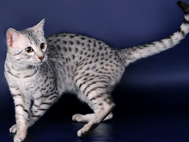 Породы кошек в Почепе | ЗооТом портал о животных