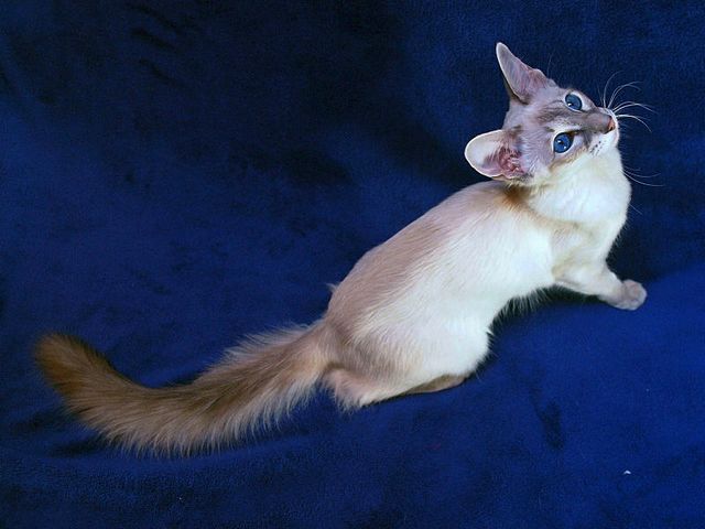 Выведенные породы кошек в Почепе | ЗооТом портал о животных