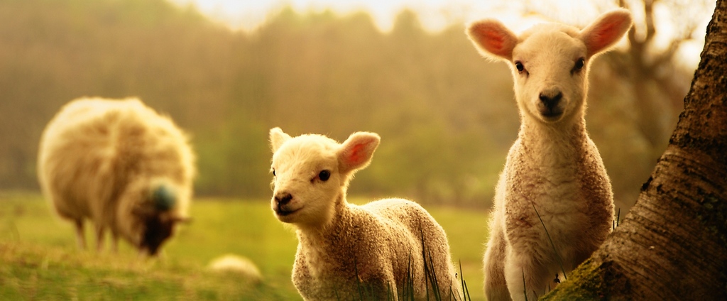 Объявления о сельскохозяйственных животных | ЗооТом - продажа, вязка и услуги для животных в Почепе