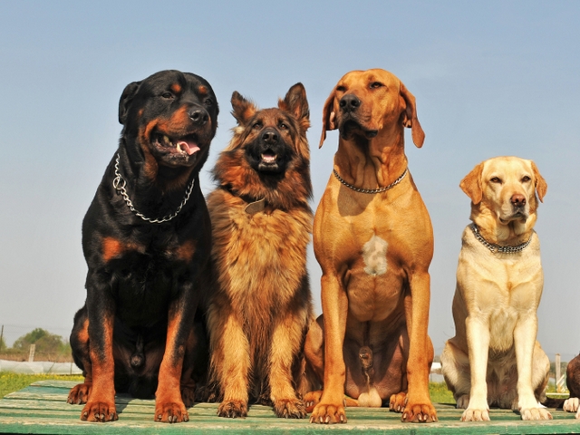Крупные породы собак в Почепе | ЗооТом портал о животных